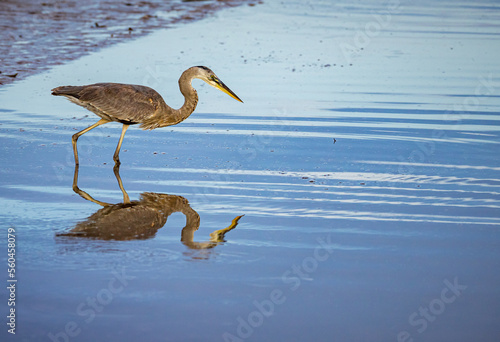 Hunting great blue heron fishes in pond in Fort DeSoto © Jo