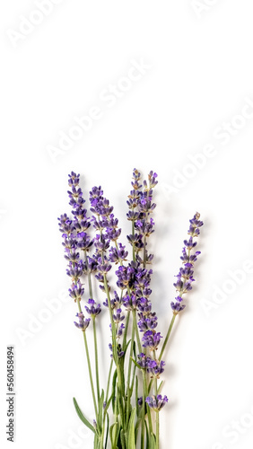 Lavender flowers. Bunch of blooming lavender on a white background