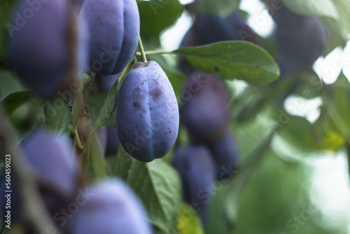 Selective focus. Ripe plums on a fruit tree in an organic garden. Plum is a fruit of the Prunus.