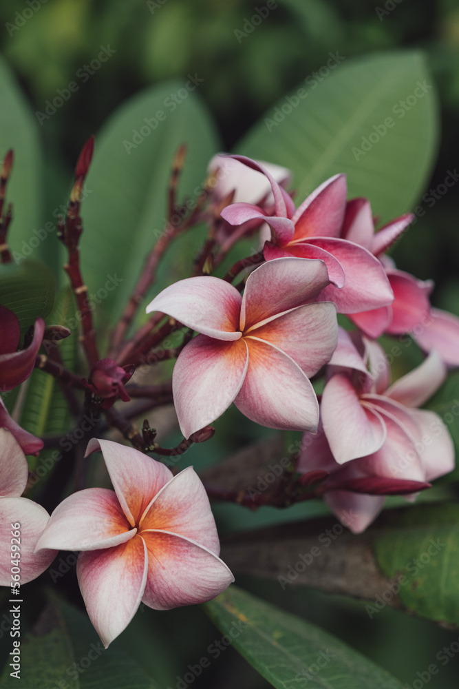 Fototapeta premium street flowers in Thailand