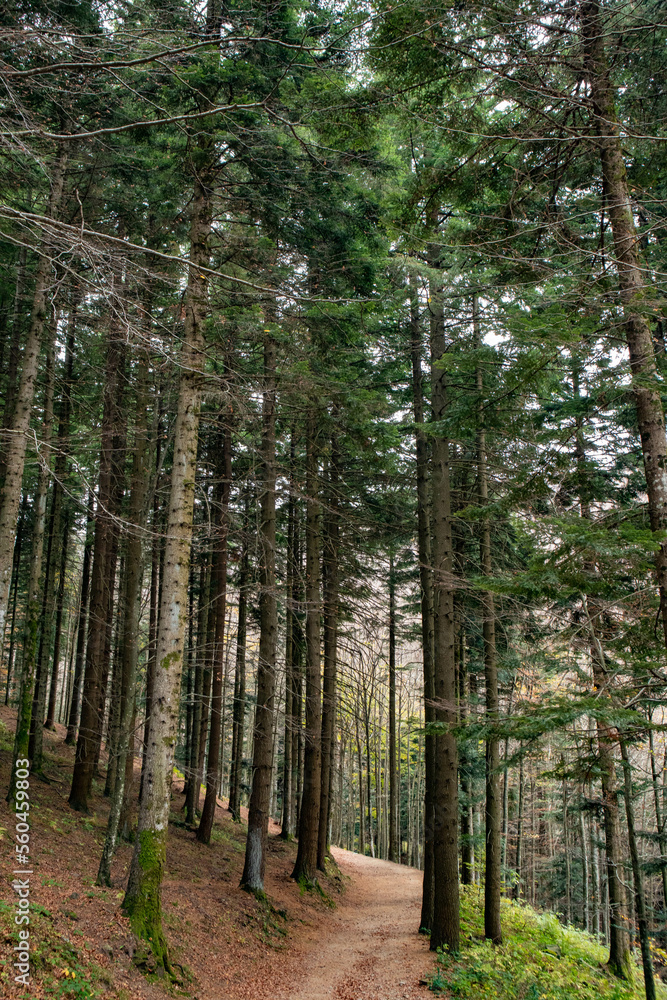 Obraz premium Appennini tosco-emiliani, città metropolitana di Bologna, Emilia Romagna