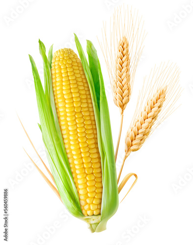 One ear of corn and two ears of wheat with leaves, cut out photo