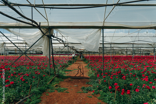 large open greenhouse with red roses