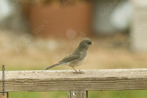 This tiny little dark-eyed junco is so adorable. He came to my deck the other day for some birdseed. Some people call these snowbirds since they typically arrive in the winter.