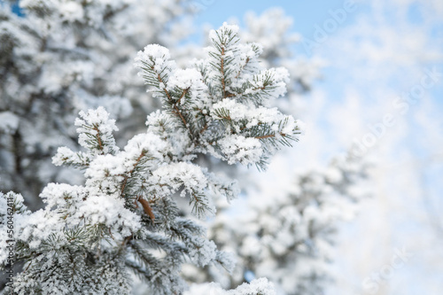 Closeup of fair trees under the snow, beauty frosty winter day. © olinchuk