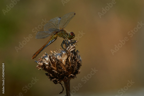 Blutrote Heidelibelle (Sympetrum sanguineum) Weibchen	 photo