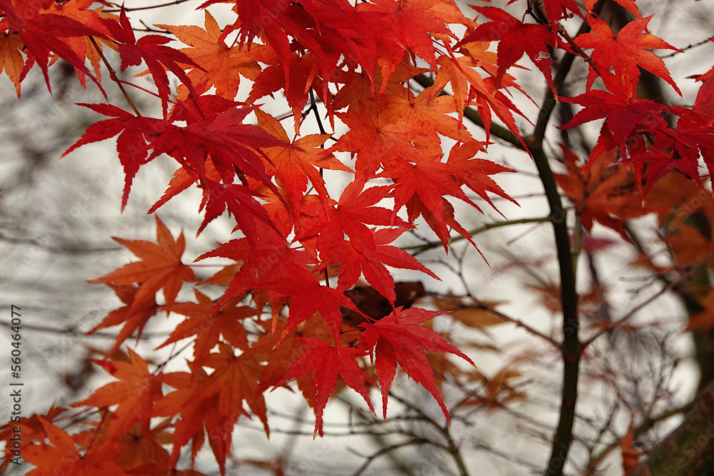 美しく色づいた紅葉 美しく色づいた紅葉