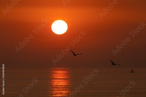 Seagulls in the Sunset Photo, Caddebostan Bostanci, Kadikoy Istanbul, Turkey photo