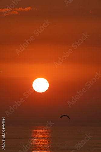 Seagulls in the Sunset Photo, Caddebostan Bostanci, Kadikoy Istanbul, Turkey photo