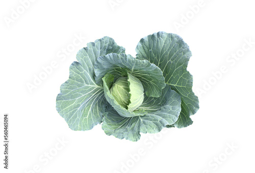 Isolated green cabbage head with clipping path.