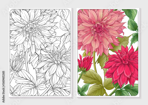 Dahlias flowers, outline and coloured style In botanical style. Coloring page for the adult coloring book with colored sample. Vector illustration.