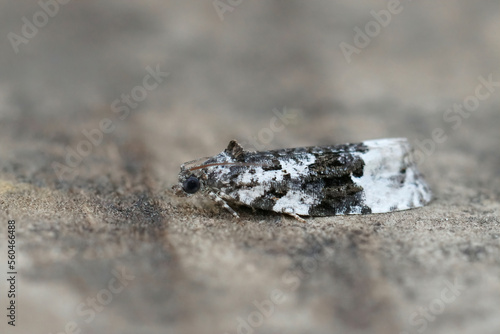 Closeup on a small Apotomis turbidana, White-shouldered Marble moth, sitting on wood © Henk