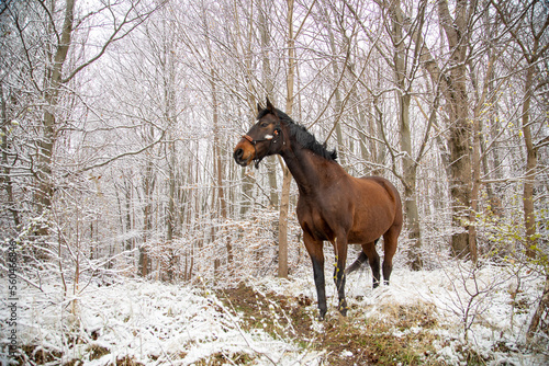 Pferd im Winterwald