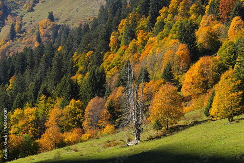 Ahornboden im Obertal bei Hinterstein.