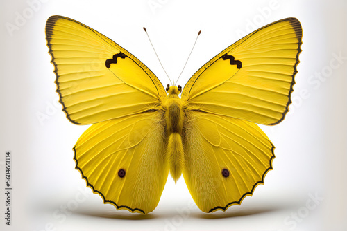yellow butterfly isolated on white background. Generative AI © 2rogan