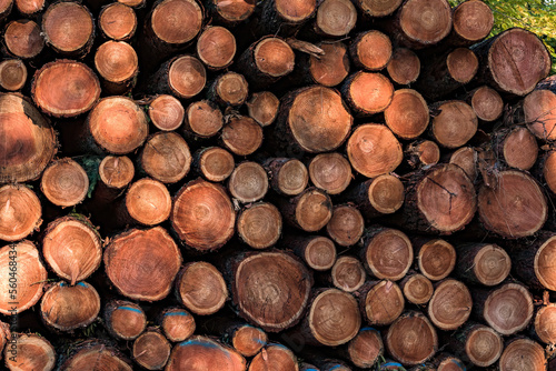 Many felled trees are piled up on a forest path in the autumn forest at the edge of the field