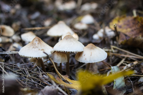 Mushrooms in the forest