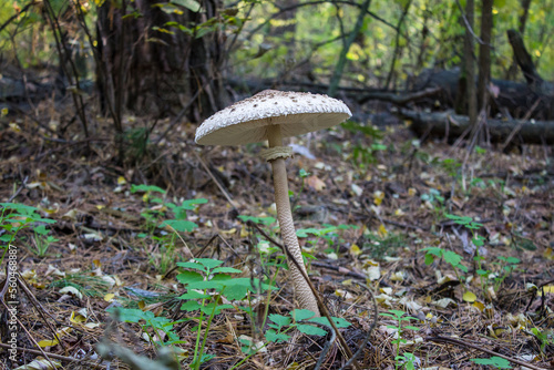 Macrolepiota procera, the parasol mushroom. Edible mushrooms in the forest