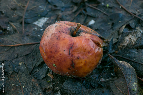 Rotten apple on the ground. spoiled apple photo