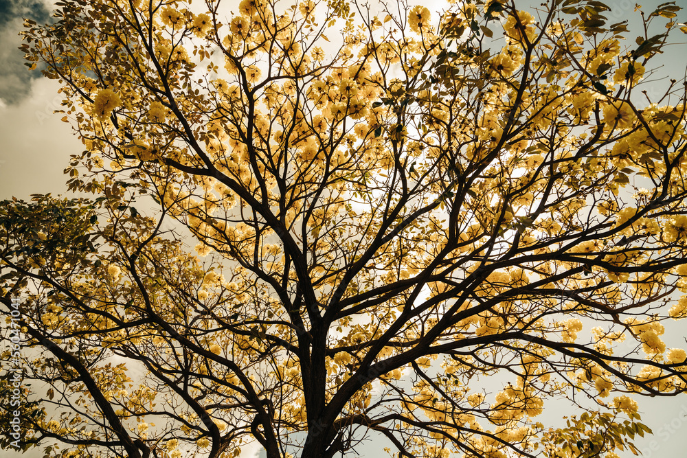 Golden tree or yellow tabebuia. Other names are Sirindhorn yellow, Pridiyathorn and yellow ipe. Kauai Golden tree or yellow tabebuia. Other names are Sirindhorn yellow, Pridiyathorn and yellow ipe. Kauai