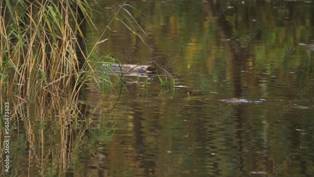Rat Swimming and Bathing in a City Pond, Urban Wildlife Scene Rat Swimming and Bathing in a City Pond, Urban Wildlife Scene
