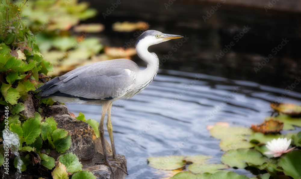 Naklejka premium Grey Heron in a Fountain in the Gardens of Penshurst Place, Kent, England