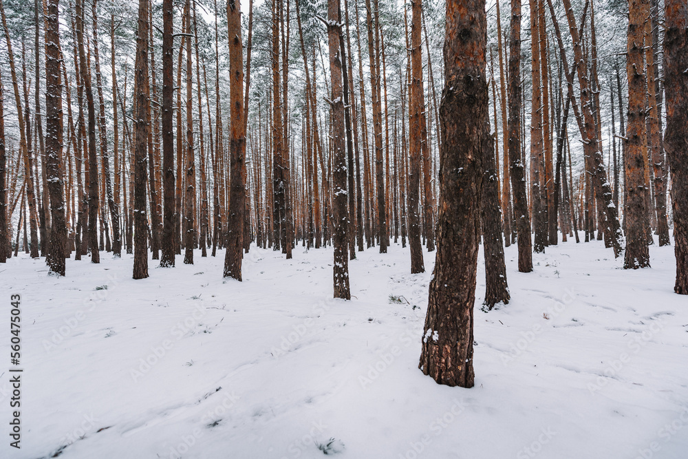Fototapeta premium Snow In The Pine Forest