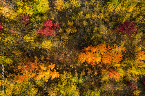 Deciduous forest with young and colorful deciduous trees taken in autumn seen from a bird's eye view