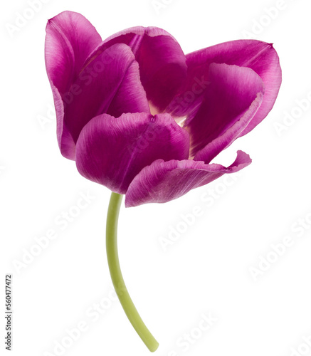 One lilac tulip flower isolated on white background cutout #560477472