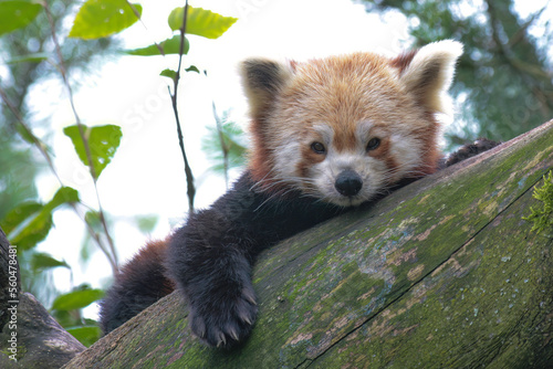 red panda photo