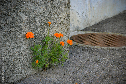 wallflower all alone grown under harsh conditions photo