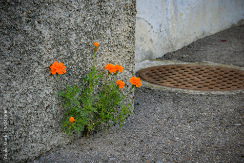 wallflower all alone grown under harsh conditions
