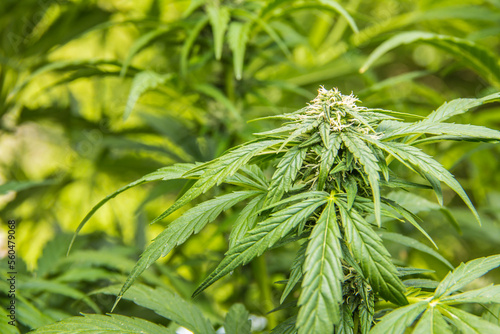 Marihuana
