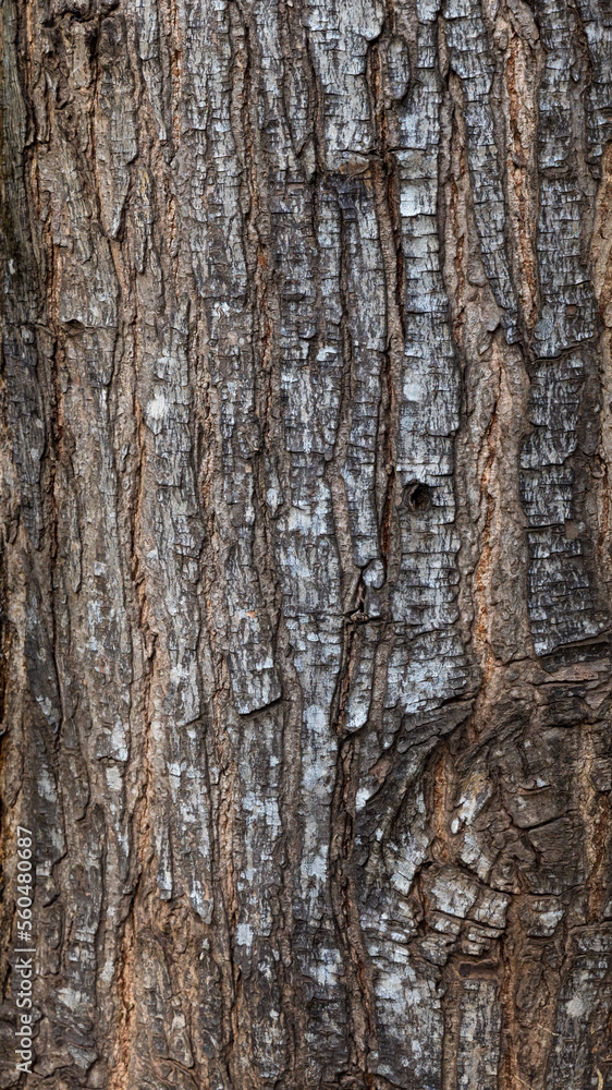 Obraz premium Wood texture and bark. dry tree bark texture background.