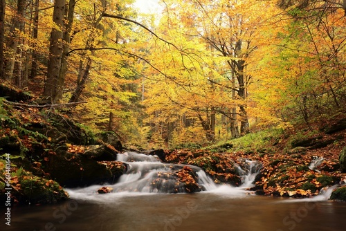 Fototapeta Naklejka Na Ścianę i Meble -  Forest stream flowing down from the mountains