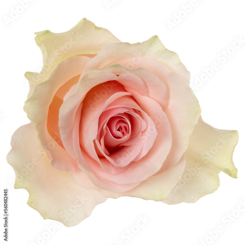 Pink rose isolated over white background closeup. Rose flower head in air  without shadow. Top view  flat lay.