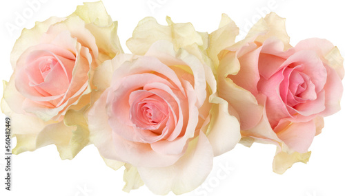 three pink roses isolated on white background closeup. Rose flower bouquet in air, without shadow. Top view, flat lay.