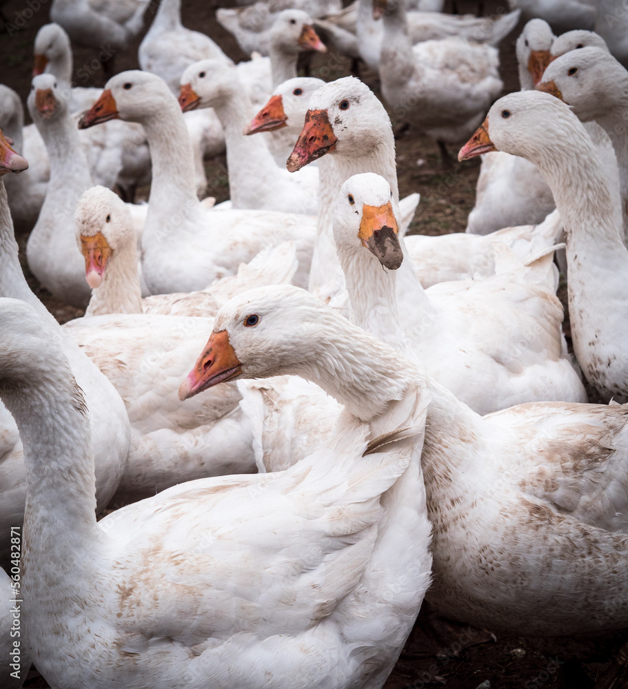 Obraz premium Gänsezucht