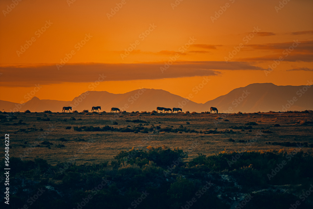 Africa Sunset with Zebras