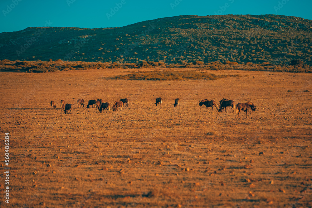 African buffalo with sunset, Cape Buffalo African buffalo with sunset, Cape Buffalo