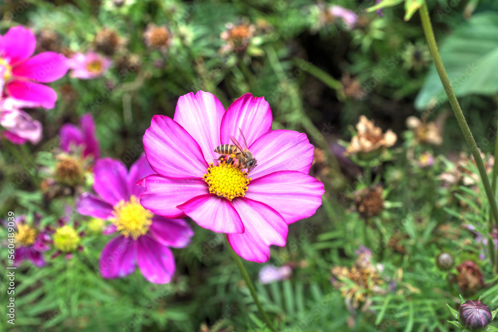 A bee on a Candystripe Cosmos Flower (C. bipinnatus) in a botanical garden.
