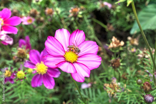 A bee on a Candystripe Cosmos Flower  C. bipinnatus  in a botanical garden.