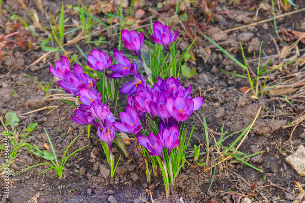 Purple crocus flowers in the garden on spring Purple crocus flowers in the garden on spring