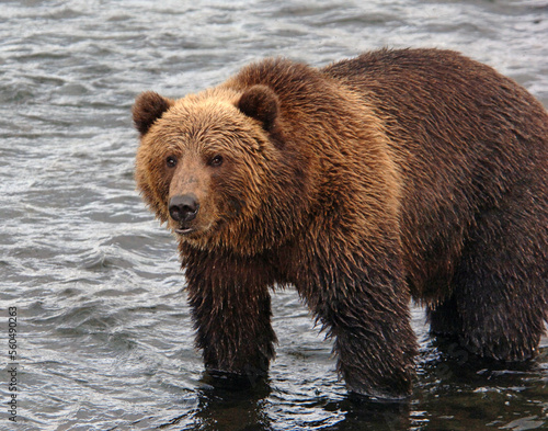 Grizzly bear wading in stream on Kodiak, Alaska photo