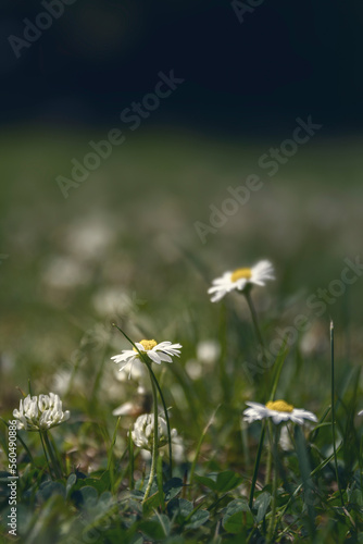 Wiese