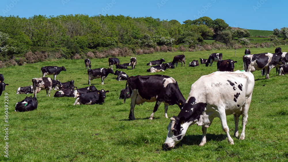 A cows on a pasture on a sunny spring day. Grazing cows on a dairy farm. Cattle. Irish agriculture, agricultural landscape. Animal husbandry. Herd of cow on grass field