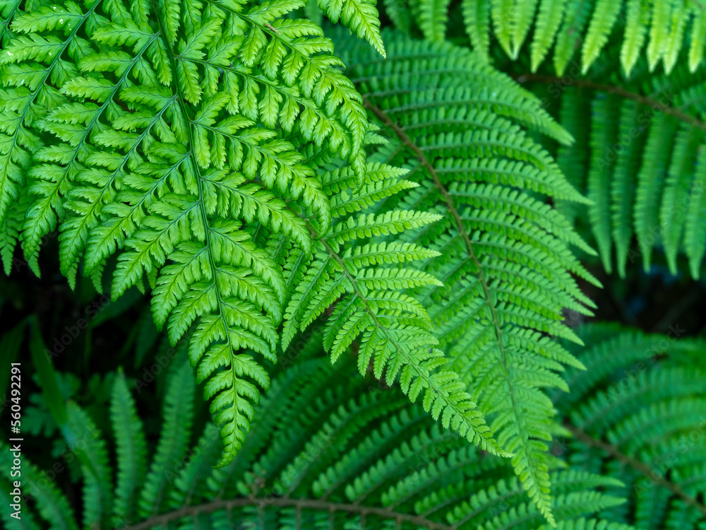 Beautiful leaves of a fern. Dense green foliage, macro. Green fern plant in close up