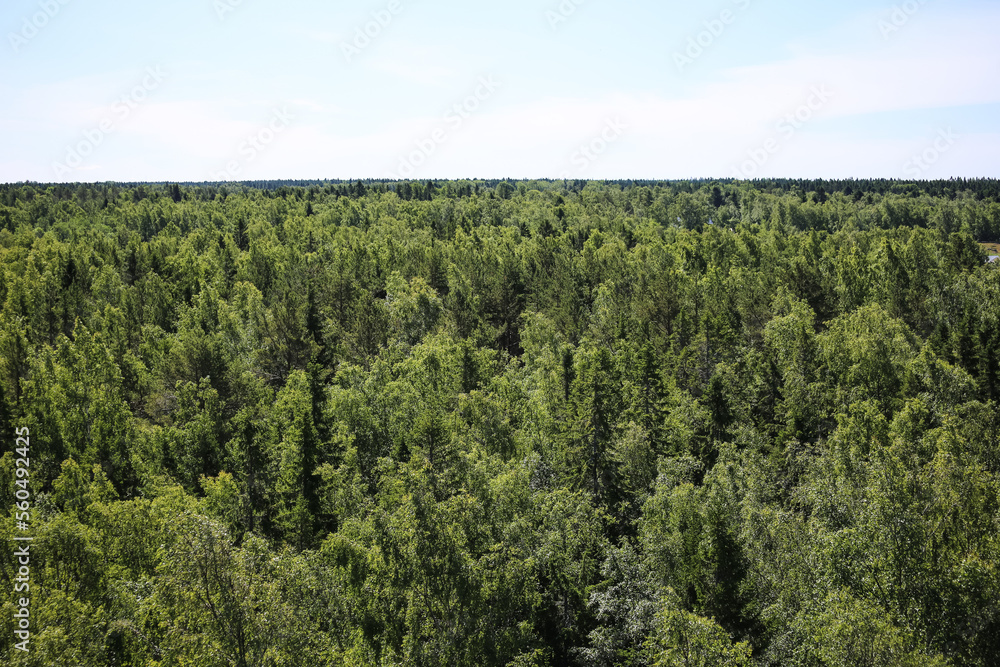 Obraz premium trees in the forest