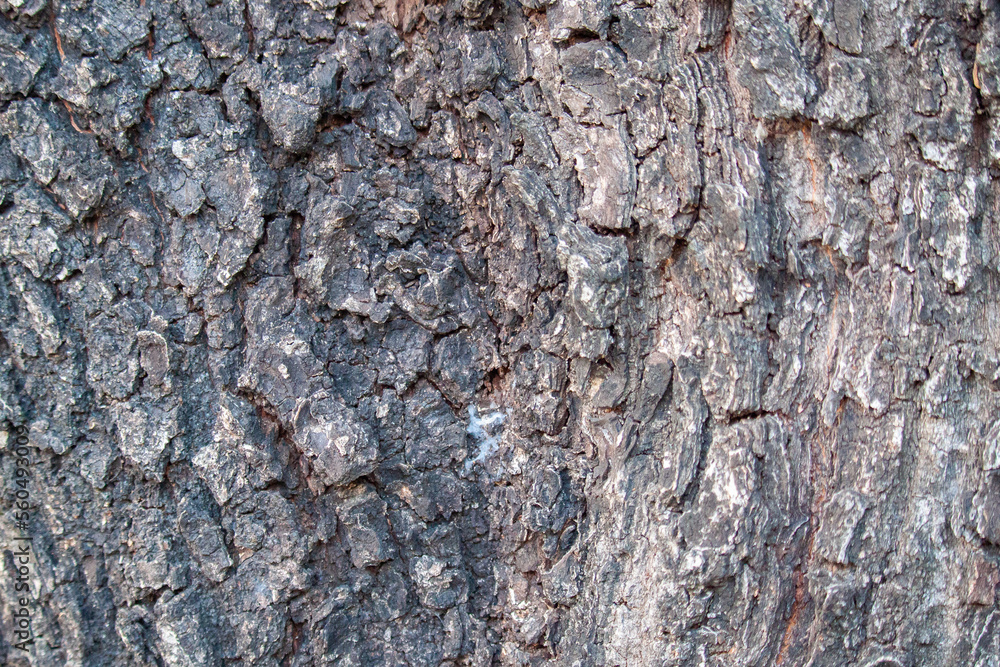 Close-up of the texture of the bark of a tree light wood texture background Close-up of the texture of the bark of a tree light wood texture background