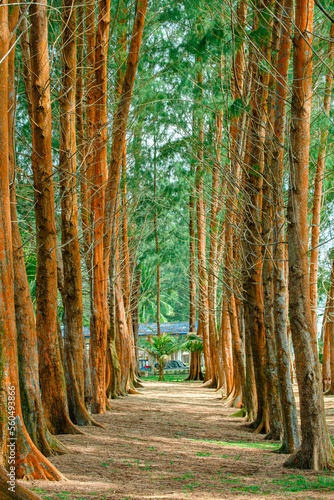 Pine trees scenery at Kijal, Kemaman, Terengganu, Malaysia photo